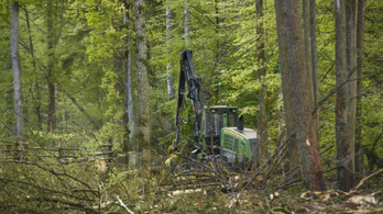 Európai Bíróság: Jogsértő a białowieżai erdőben folyó fakitermelés