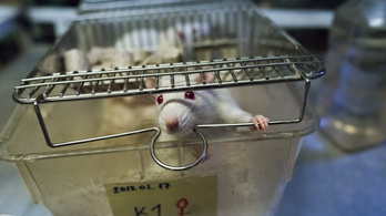 Emberi agyat ültetnek egerekbe