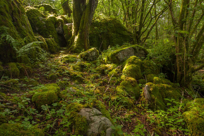 9 sűrű meseerdő, nagyon zöld mohával: olyan, mintha tündérek laknák