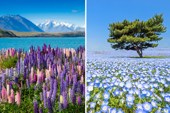 Hol a legszebb a tavasz? Lélegzetelállító virágtengerek Hollandiától Japánig