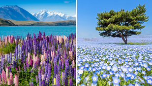 Hol a legszebb a tavasz? Lélegzetelállító virágtengerek Hollandiától Japánig