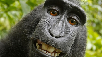 Eldőlt: a szelfiző majmoknak nincsenek jogaik!