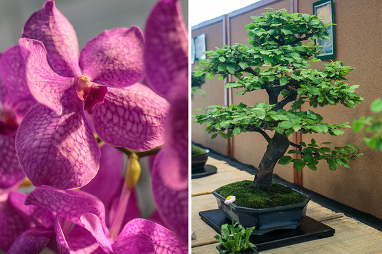 Kert 2018: megy az orchidea és a bonsai!