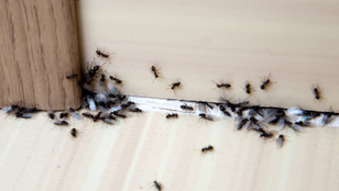 Így védekezhetsz a lakást ostrom alá vevő hangyák ellen