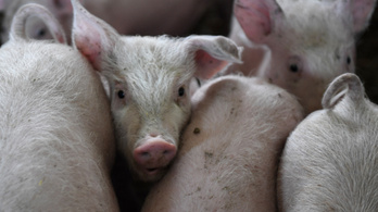 Ukrajna kitiltotta a magyar disznóhúst