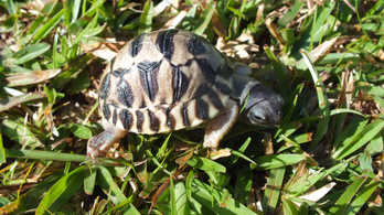 Több ezer ritka teknőst mentettek meg Madagaszkáron