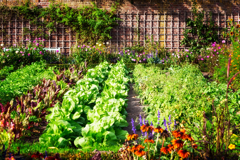 Permetezés nélkül szabadít meg a gyomoktól: a házi gyomirtó módszerektől pompás marad a kert