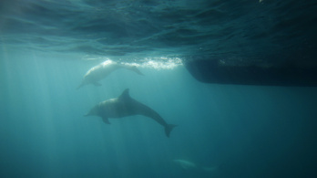 Jöttek az oroszok, és elpusztultak az ukrán haditengerészet harci delfinjei