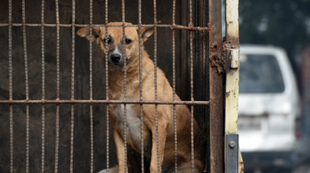 Kóbor kutyák 13 gyermeket martak halálra egy indiai faluban