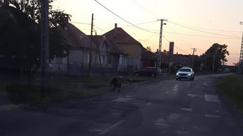 Hajnalban Füzesabonyban grasszált egy medve