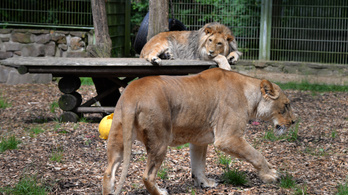 Téves riasztás volt, hogy két oroszlán, két tigris és egy jaguár is megszökött egy német állatkertből