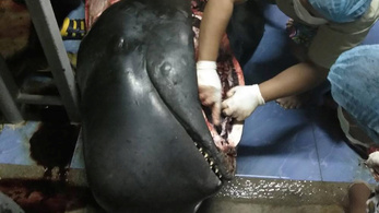 80 műanyag zacskót szedtek ki az elpusztult delfin gyomrából