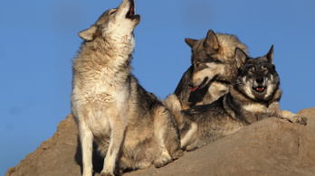 Egyszer farkasok mentették meg a Yellowstone parkot