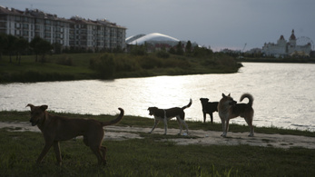 Jön a vb, nagyüzemben irtják az oroszok a kóbor kutyákat