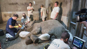 Kiműtötték egy elefánt agyarát Nyíregyházán