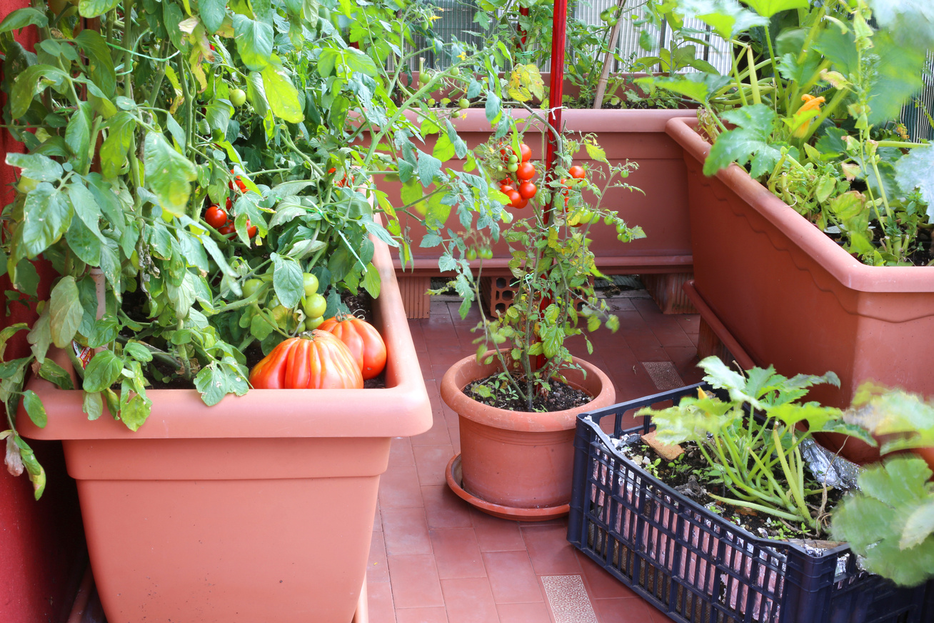 Egészséges növények erkélyen