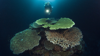 Évi 8 milliárd dollárnyi kárt okozna a korallok kihalása