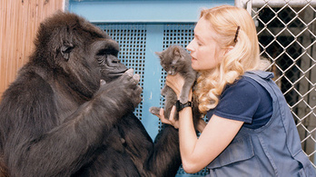 Meghalt Koko, a jelbeszéddel társalgó gorilla