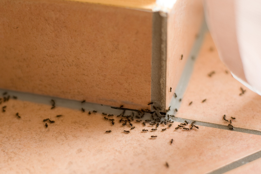 6 bevált, vegyszermentes módszer a rovarok ellen: messziről elkerülik tőlük a lakást