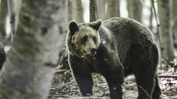 Dolgát végző horgászra támadt egy medve Szlovákiában