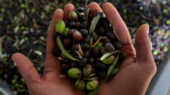 Mi a különbség a zöld és a fekete olívabogyó között?