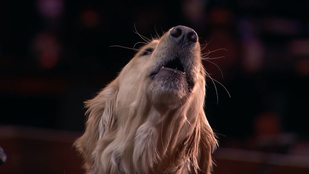 Éneklő kutya teljesítette Simon Cowell álmát