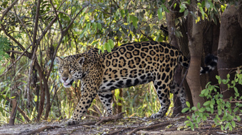 Nem voltak problémái, a szomszédai is jóravalónak ismerték a jaguárt, aki aztán meggyilkolt hat állatot