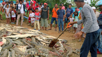 Egy ember halála miatt közel 300 krokodilt mészároltak le