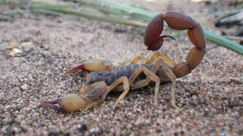 A sárga skorpió Brazília új átka