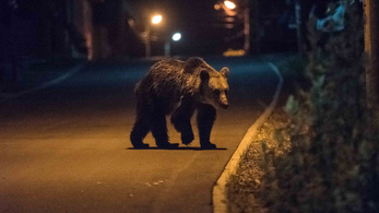 Két bocsát is elveszthette a Tusnádfürdőn emberre támadó medve