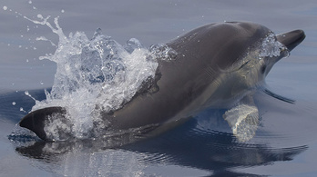 Újra megjelentek a delfinek a horvát Adrián