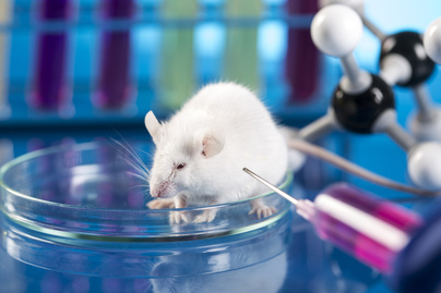 Megállították az öregedést a kutatók: egereknél működött, de az emberi gyógyászatban is áttörést jelenthet
