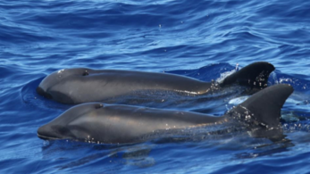 Furcsa hibrid delfin szeli a hawaii habokat