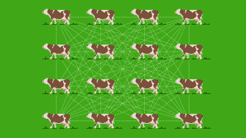 Titkos mobilhálózat épül marháknak és mimózáknak