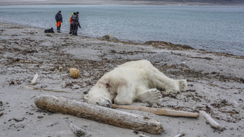 Világbotrány lett az emberre támadó jegesmedve kilövéséből