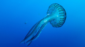 Csapatban dolgozó korallok falnak fel medúzákat