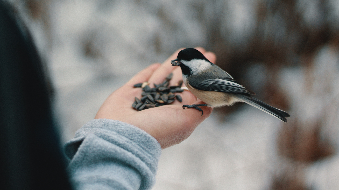 madáretetés madarak télen madáretető madár (4)