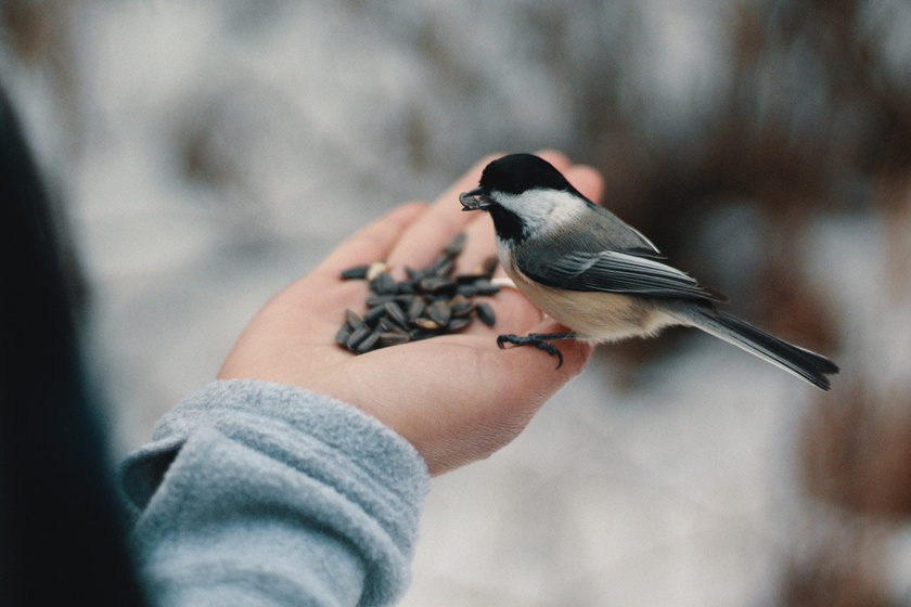 Ezzel etesd a madarakat télen: hasznos tippek kezdő ornitológusoknak