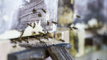 A magyar méhészek fele veszteséget szenvedett