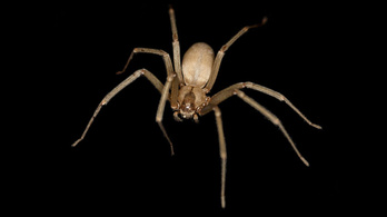 Nem terjed Magyarországon a halálos csípésű amerikai mérges pók