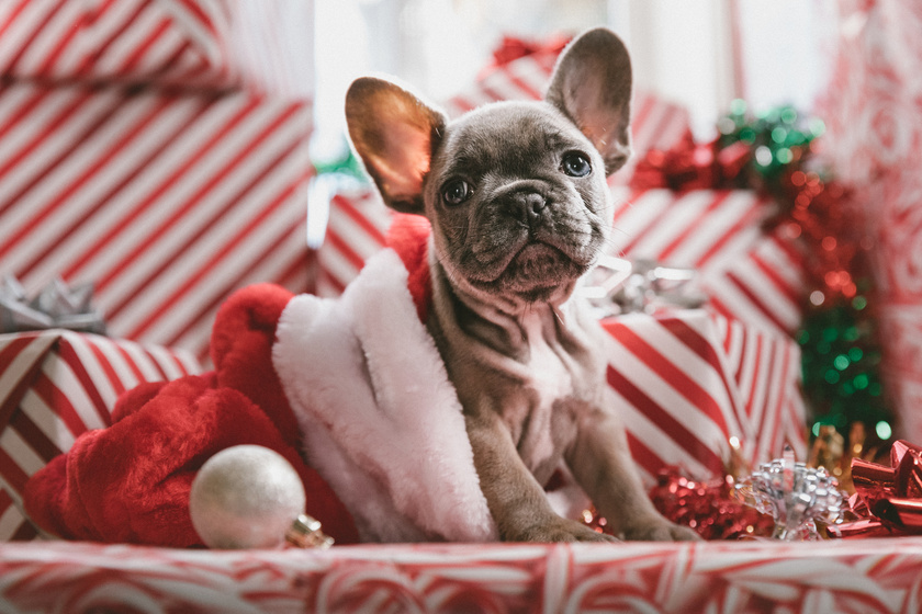 Karácsonyi kutyaruhák: cuki szettek a szőrmókoknak