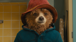 Paddington medvének öltözött kutya az Instagram sztárja