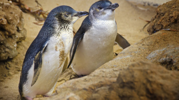 Klímaváltozás és turistahad tizedeli a törpe pingvineket