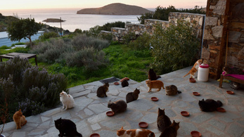 Álomállás macskarajongóknak: 55 macskára kell vigyázni egy görög szigeten