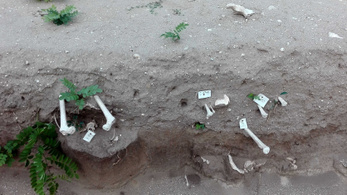 Emberi csontok hevernek szanaszét a gigantikus dabasi Jézus-szobor mellett