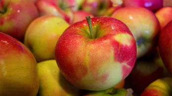 Magyar gazdák: Az őrült profitéhség miatt áron alul vásárolják fel az almát