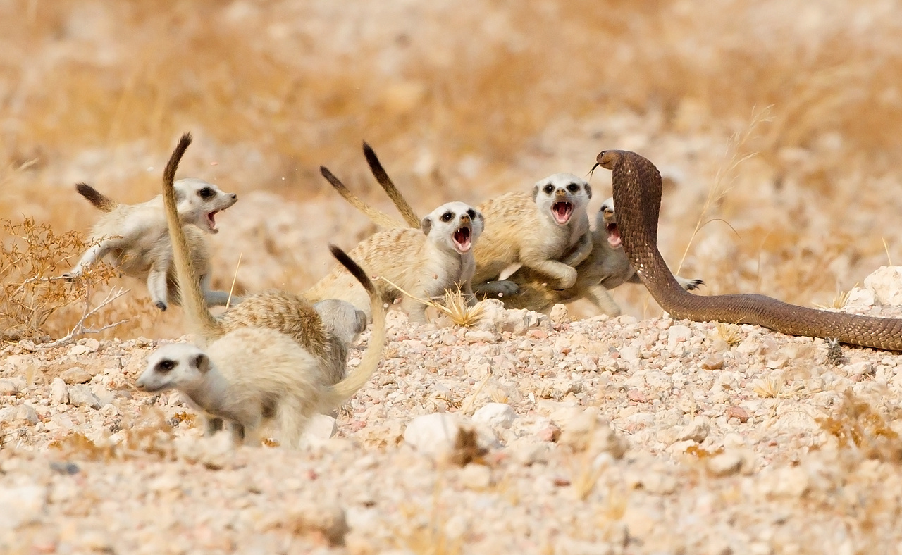 Tertius A Gous (Dél-Afrika): Szurikátaszakasz (The meerkat mob). Félelem és reszketés a Namíb-sivatagban: egy kevéssé ismert kígyófélével, egy Anchieta-kobrával (avagy angolai kobrával) néznek farkasszemet ezek a szurikáták. A ragadozó hüllő két kölyökre vetett szemet, de a kotoréklakó kis emlősök összefogtak, és együttes erővel kergették el a kobrát: a felnőttek egy csoportja a megtámadott kölyköket menekítették biztonságba, míg egy másik csapat agresszív viselkedéssel megfutamította a kígyót.