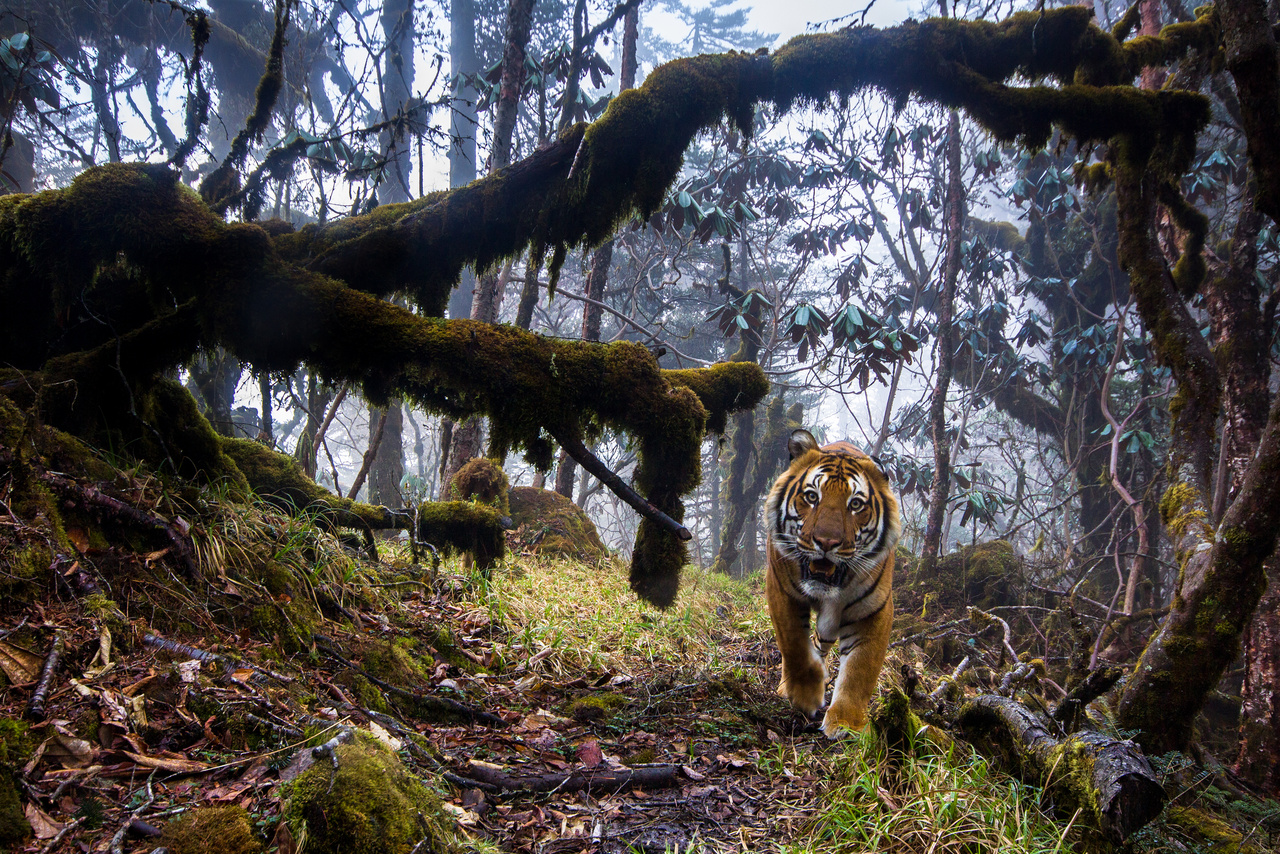 Emmanuel Rondeau (Franciaország): Tigrisföld (Tigerland). Hím bengáli tigris szemez a vadcsapás mellé helyezett automata kamerával a Himalája egyik távoli erdejében, Bhután középső részén. Az ösvény, amin a veszélyeztetett ragadozó lopakodik, része annak az erdei úthálózatnak, ami az ország nemzeti parkjait köti össze. Sajnos a fakitermelés és orvadászat nincs tekintettel a bengáli tigrisekre, a legutóbbi számlálás idején már csak 103 példány élt belőlük Bhután erdeiben.