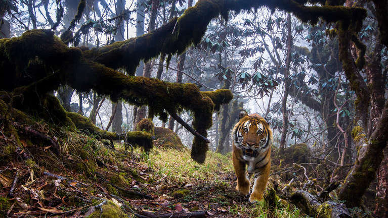 A tigris és társai velünk együtt bandukolnak a kihalás felé