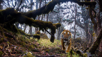 A tigris és társai velünk együtt bandukolnak a kihalás felé